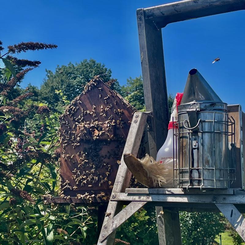 Eine Leiter mit Werkzeug vor einem Bienenschwarm