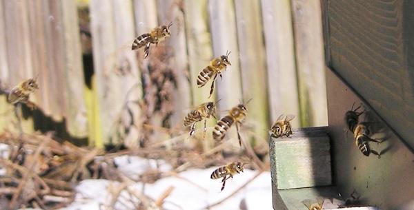 Bienen beim ersten Ausflug nach der Winterpause