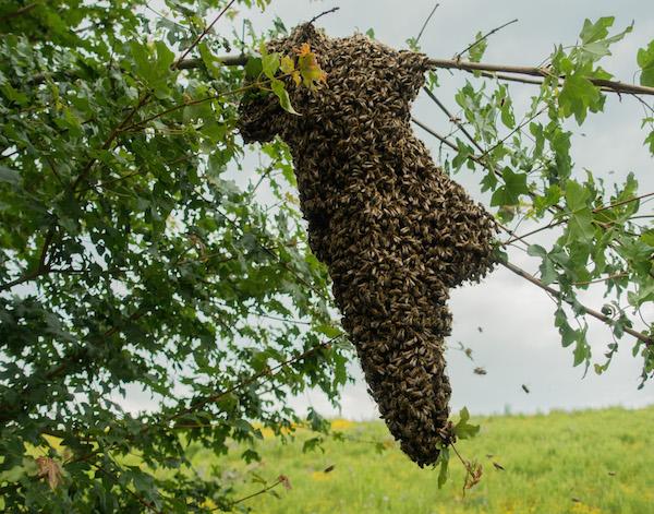 Schwarmtraube an einem Ast
