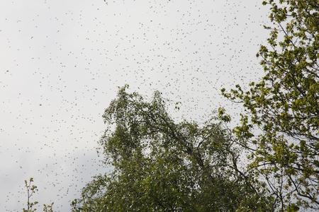 Bienenschwarm in der Luft