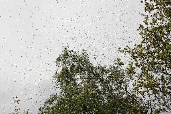 Bienenschwarm in der Luft